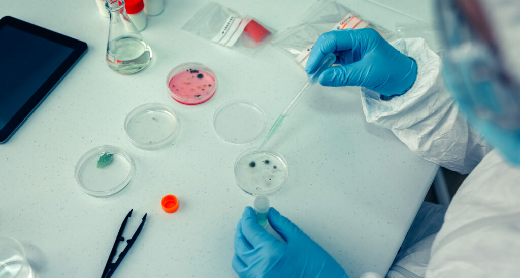 Scientist using pipette with multiple glass and agar Petri dishes in microbiology laboratory.