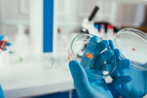 Scientist wearing blue rubber gloves holding a glass Petri dish in a laboratory, used for microbiology culture observation.
