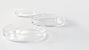 glass petri dish used in laboratory culture work