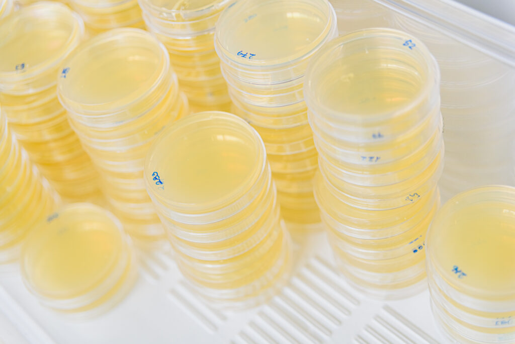 Stacks of petri dishes used in routine laboratory workflows