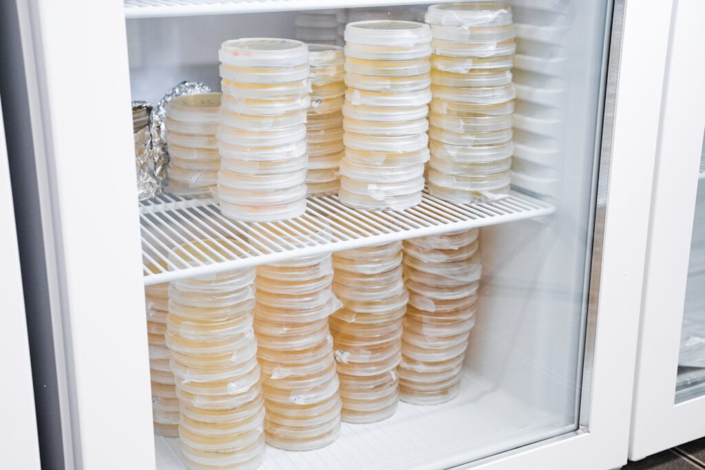 petri dishes stored before incubation temperature gradient