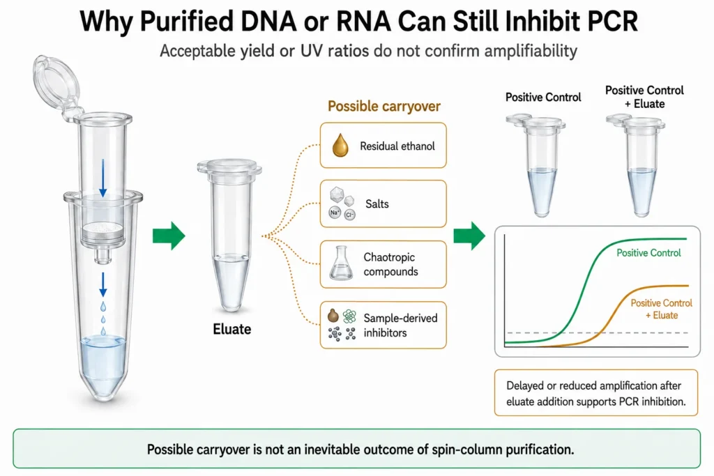 PCR inhibition test comparing a positive control with the same control plus questionable purified eluate