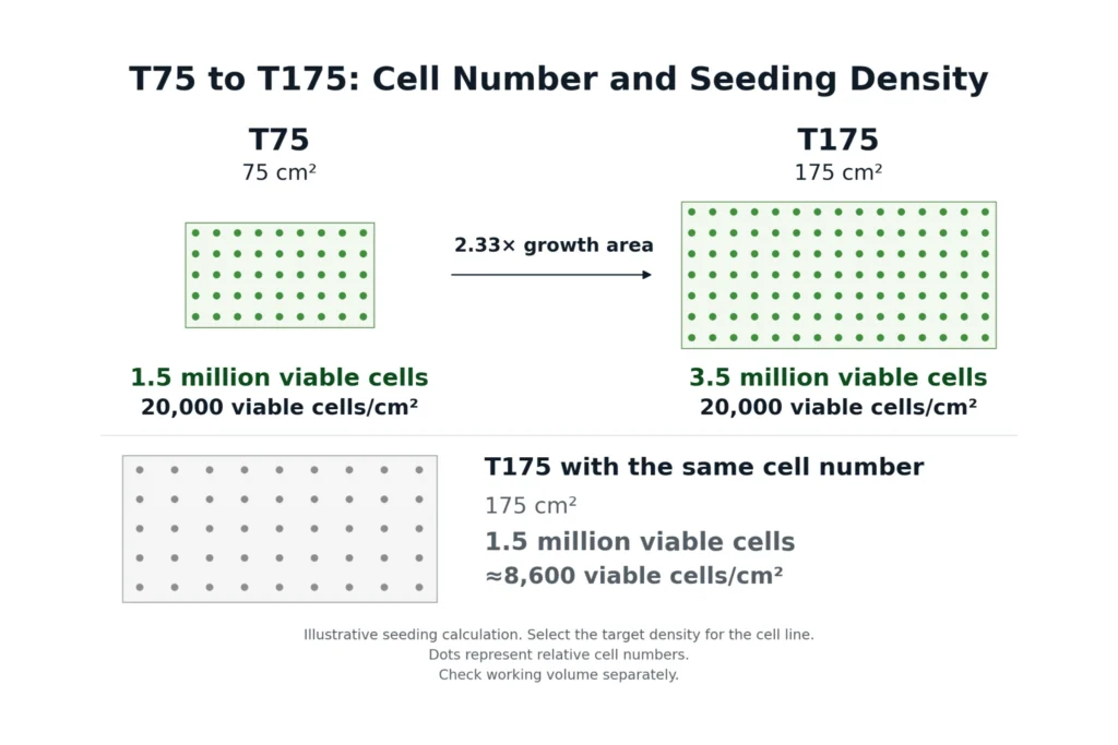 Comparison of T75 and T175 cell culture flask sizes, showing growth areas, viable seeding counts and cell densities